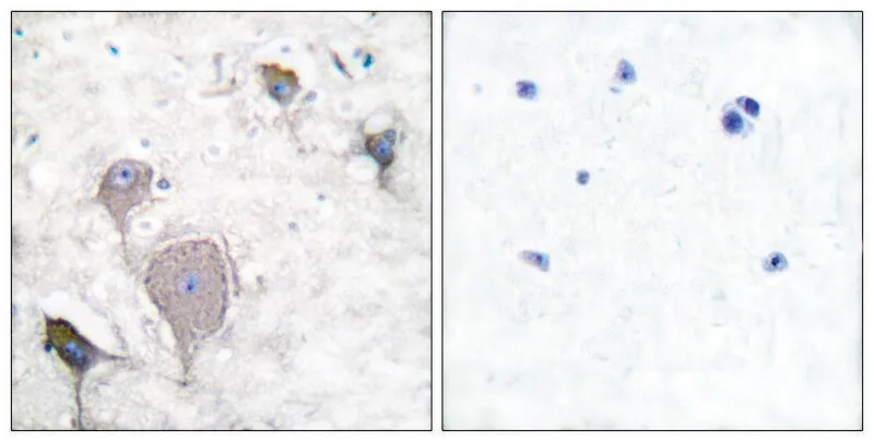 Merck Anti-Peripherin antibody produced in rabbit