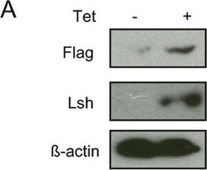 Merck MONOCLONAL ANTI-BETA ACTIN