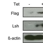 Merck MONOCLONAL ANTI-BETA ACTIN