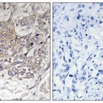Merck Anti-GCNT3 antibody produced in rabbit