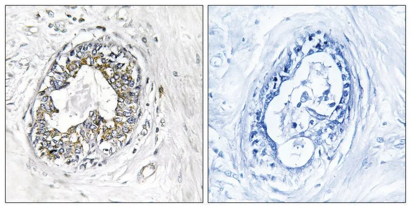 Merck Anti-PAK1 antibody produced in rabbit