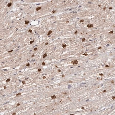 Merck Anti-TBX5 antibody produced in rabbit