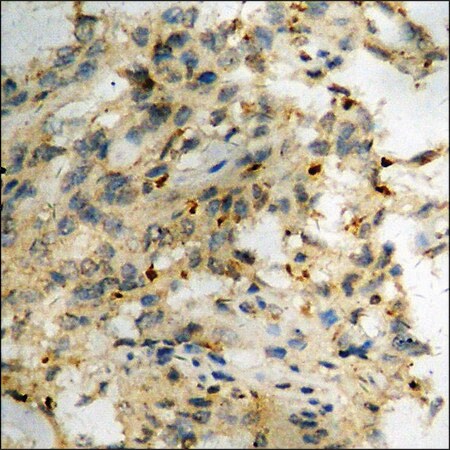 Merck Anti-phospho-STAT3 (pTyr705) antibody produced in rabbit