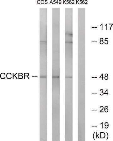 Merck Anti-CCKBR antibody produced in rabbit