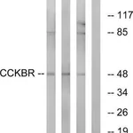 Merck Anti-CCKBR antibody produced in rabbit