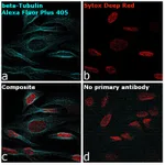 Thermo Fisher Scientific Goat anti-Mouse IgG (H+L) Superclonal Secondary Antibody, Alexa Fluor Plus 405