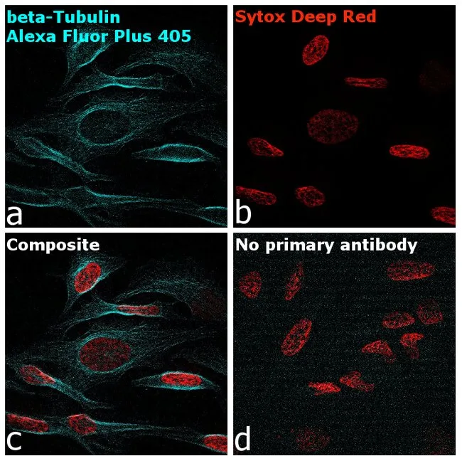 Thermo Fisher Scientific Goat anti-Mouse IgG (H+L) Superclonal Secondary Antibody, Alexa Fluor Plus 405