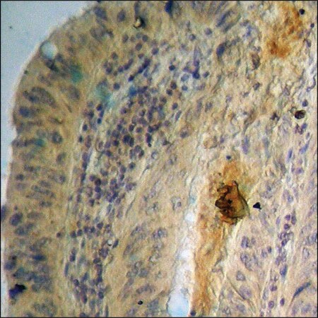 Merck Anti-phospho-GSK3 alpha/beta (pTyr279/216) antibody produced in rabbit