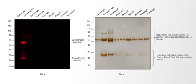 Thermo Fisher Scientific Goat anti-Guinea Pig IgG (H+L) Highly Cross-Adsorbed Secondary Antibody, Alexa Fluor 647