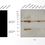 Thermo Fisher Scientific Goat anti-Guinea Pig IgG (H+L) Highly Cross-Adsorbed Secondary Antibody, Alexa Fluor 647