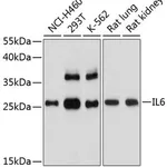 Merck ANTI-IL6 ANTIBODY PRODUCED IN RABBIT