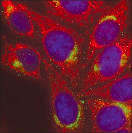 Merck Anti-Chicken IgY (H+L), highly cross-adsorbed, CF(TM) 568 antibody produced in goat