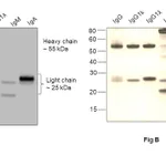 Thermo Fisher Scientific Goat anti-Human IgG (H+L) Superclonal Secondary Antibody, HRP