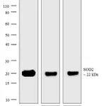 Thermo Fisher Scientific Goat anti-Mouse IgG (H+L) Secondary Antibody, AP