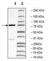 Merck PLK3 POLO BOX DOMAIN HUMAN