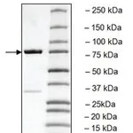 Merck PLK3 POLO BOX DOMAIN HUMAN