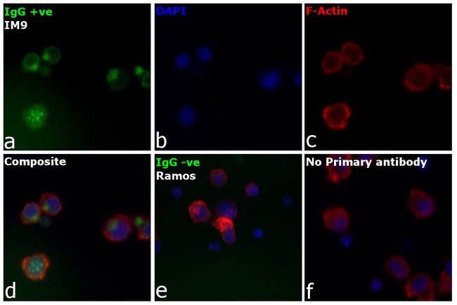 Thermo Fisher Scientific Mouse anti-Human IgG (H+L) Cross-Adsorbed Secondary Antibody