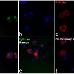 Thermo Fisher Scientific Mouse anti-Human IgG (H+L) Cross-Adsorbed Secondary Antibody