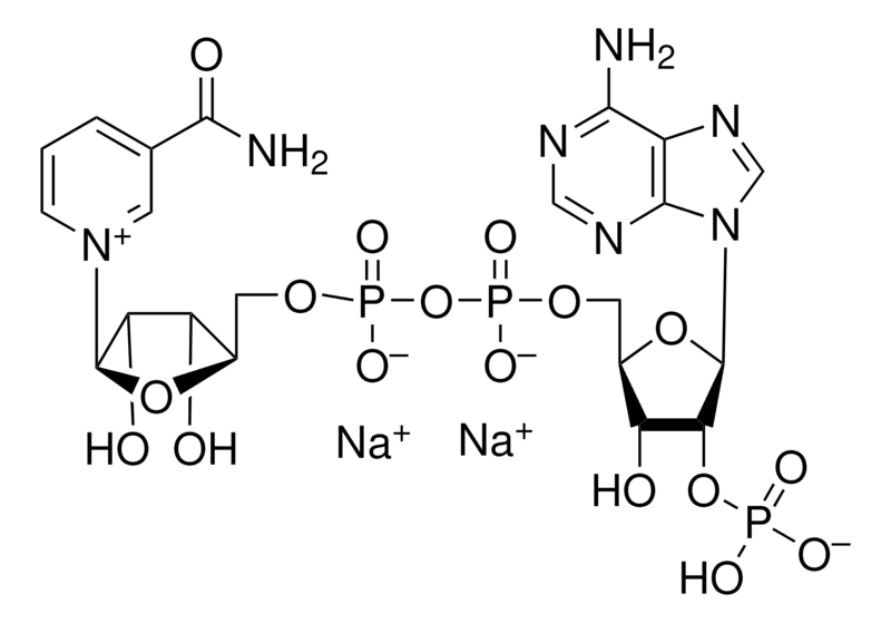 Merck beta-Nicotinamide adenine dinucleotide phosphate disodium salt