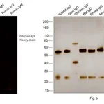 Thermo Fisher Scientific Goat anti-Chicken IgY (H+L) Secondary Antibody, Alexa Fluor 647