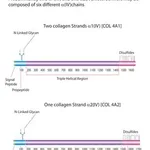 Merck COLLAGEN FROM HUMAN PLACENTA BORNSTEIN&