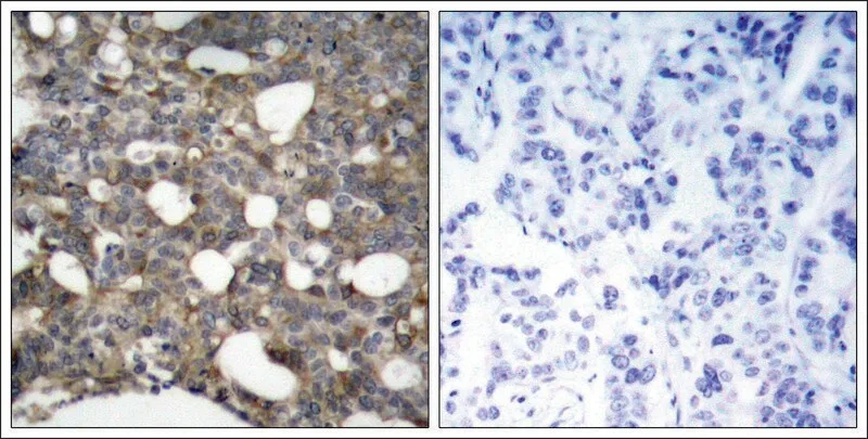 Merck Anti-GJA1 (Ab-367) antibody produced in rabbit
