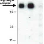 Merck ANTI-ATG5 (C-TERMINAL) ANTIBODY PRODUCED