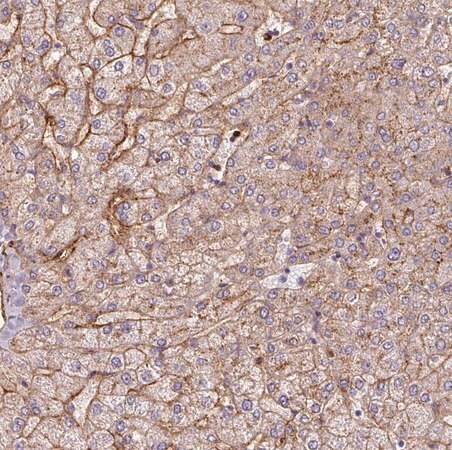 Merck Anti-APOC1 antibody produced in rabbit