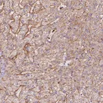 Merck Anti-APOC1 antibody produced in rabbit