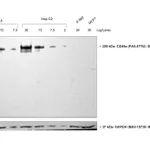 Thermo Fisher Scientific Rabbit anti-Sheep IgG (H+L) Secondary Antibody, HRP