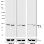 Thermo Fisher Scientific Donkey anti-Rabbit IgG (H+L) Highly Cross-Adsorbed Secondary Antibody, Biotin
