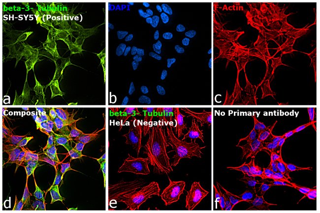 Thermo Fisher Scientific Rat anti-Mouse IgG2a (Heavy chain) Secondary Antibody