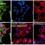 Thermo Fisher Scientific Rat anti-Mouse IgG2a (Heavy chain) Secondary Antibody