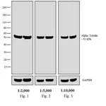 Thermo Fisher Scientific Chicken anti-Rat IgG (H+L) Secondary Antibody, HRP