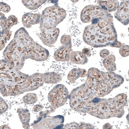Merck Anti-COL1A1 antibody produced in rabbit