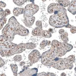 Merck Anti-COL1A1 antibody produced in rabbit