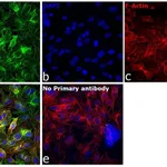 Thermo Fisher Scientific Rabbit anti-Sheep IgG (H+L) Secondary Antibody
