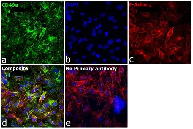 Thermo Fisher Scientific Rabbit anti-Sheep IgG (H+L) Secondary Antibody