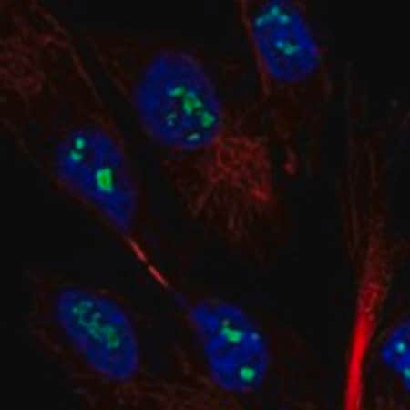 Merck Anti-MAGEH1 antibody produced in rabbit