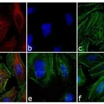 Thermo Fisher Scientific Goat anti-Mouse IgG (H+L) Highly Cross-Adsorbed Secondary Antibody, Alexa Fluor 546