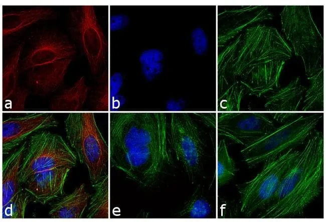 Thermo Fisher Scientific Goat anti-Mouse IgG (H+L) Highly Cross-Adsorbed Secondary Antibody, Alexa Fluor 546