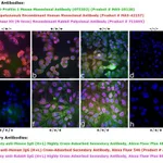 Thermo Fisher Scientific Goat anti-Human IgG (H+L) Cross-Adsorbed Secondary Antibody, Alexa Fluor 546