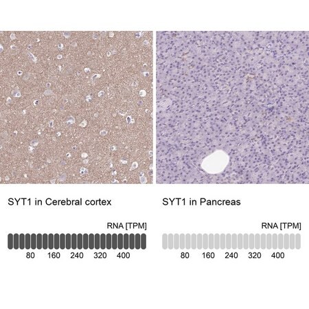 Merck Anti-SYT1 antibody produced in rabbit