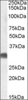 Merck ANTI-SRD5A2 (C-TERMINAL)