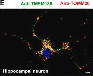 Merck MONOCLONAL ANTI-TOMM20