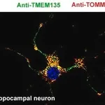 Merck MONOCLONAL ANTI-TOMM20