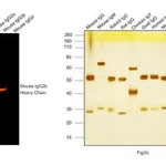 Thermo Fisher Scientific Goat anti-Mouse IgG2b Cross-Adsorbed Secondary Antibody, Alexa Fluor 555