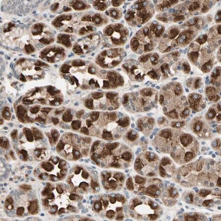 Merck Anti-DPY19L3 antibody produced in rabbit