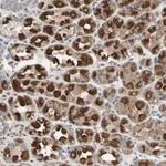 Merck Anti-DPY19L3 antibody produced in rabbit