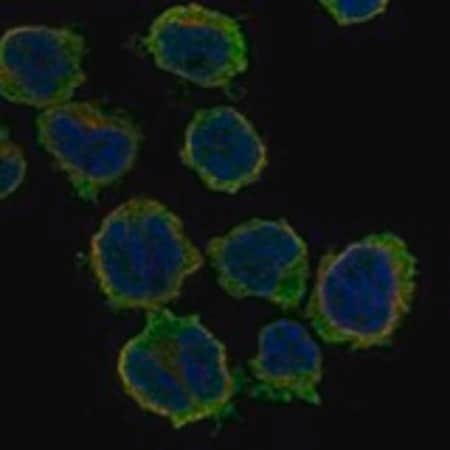Merck Anti-GABRG1 antibody produced in rabbit